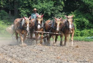 NaturalRoots_PaulFranz David Fisher harrows a fallow field at the Natural Roots Farm in Conway with the aid of Tim, Pat, Lady and Gus. © Paul Franz, 2011