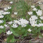 bloodroot