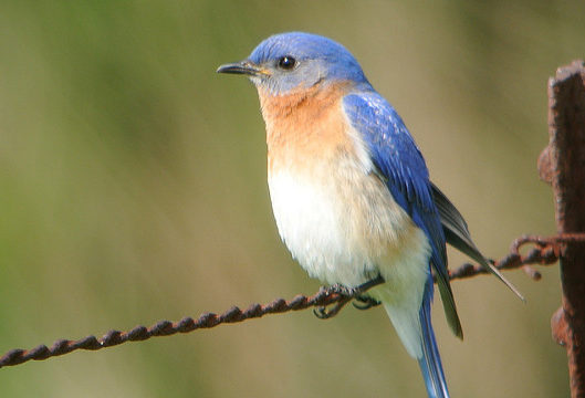 a watchful bluebird, perched on a wire fence